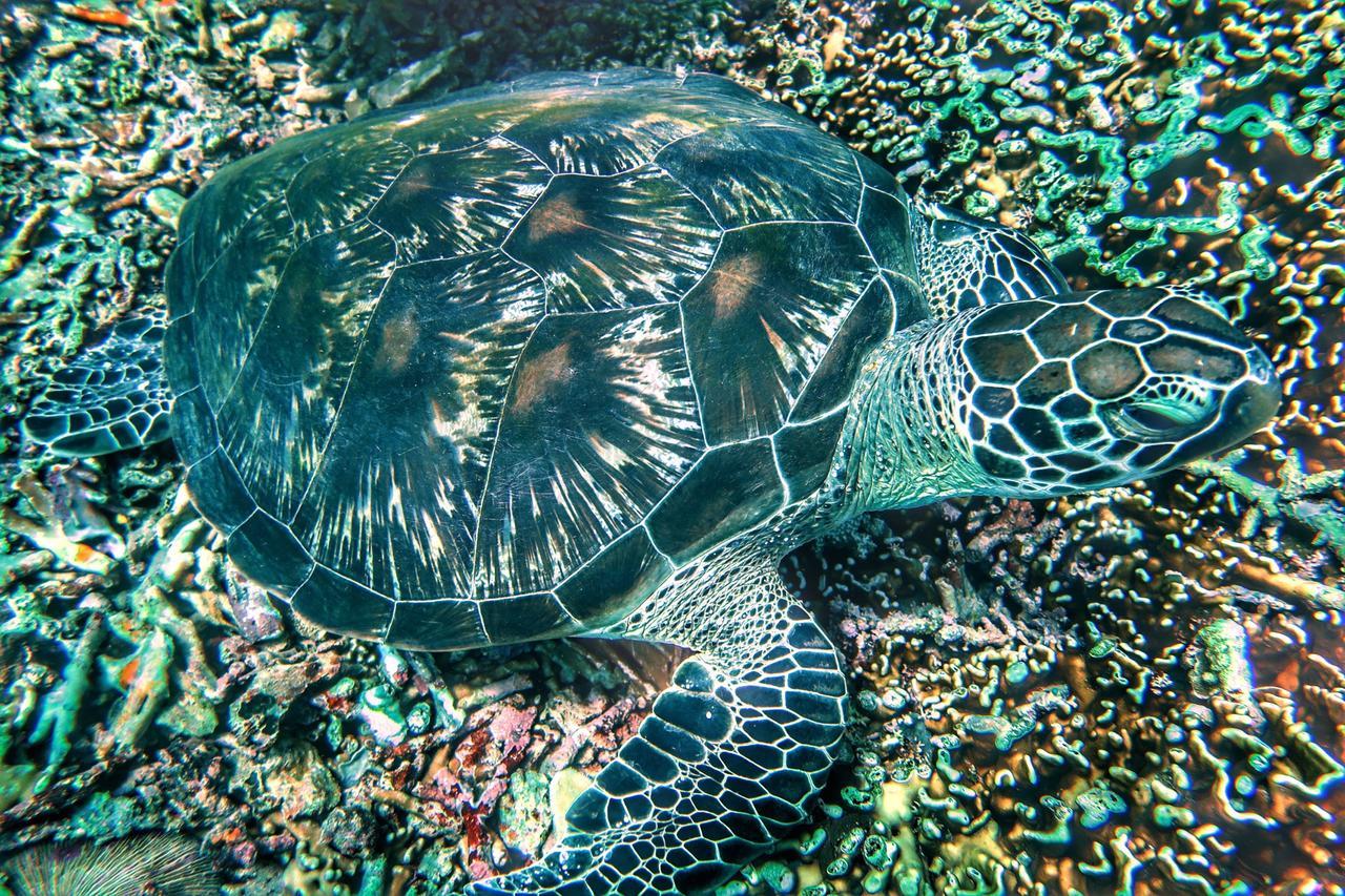 Purple Beach - Maithelia - Gili Air Zewnętrze zdjęcie