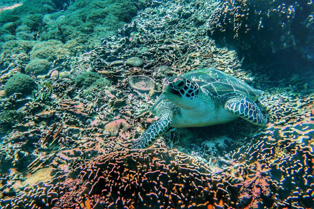 Purple Beach - Maithelia - Gili Air Zewnętrze zdjęcie